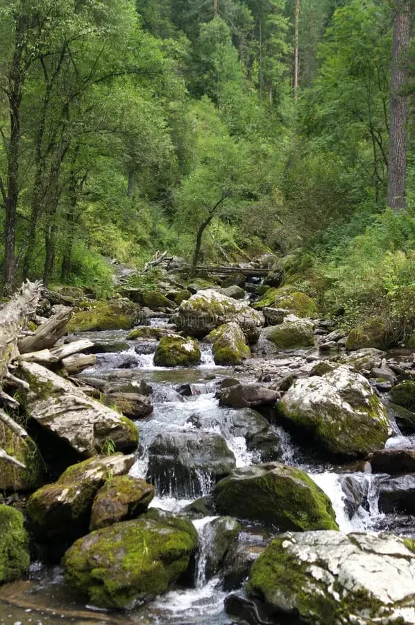 Reforestation stream